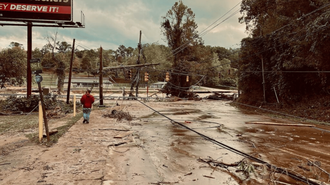 Lion article photo 1